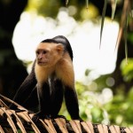 Whiteface Capuchin
