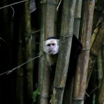 Whiteface Capuchin